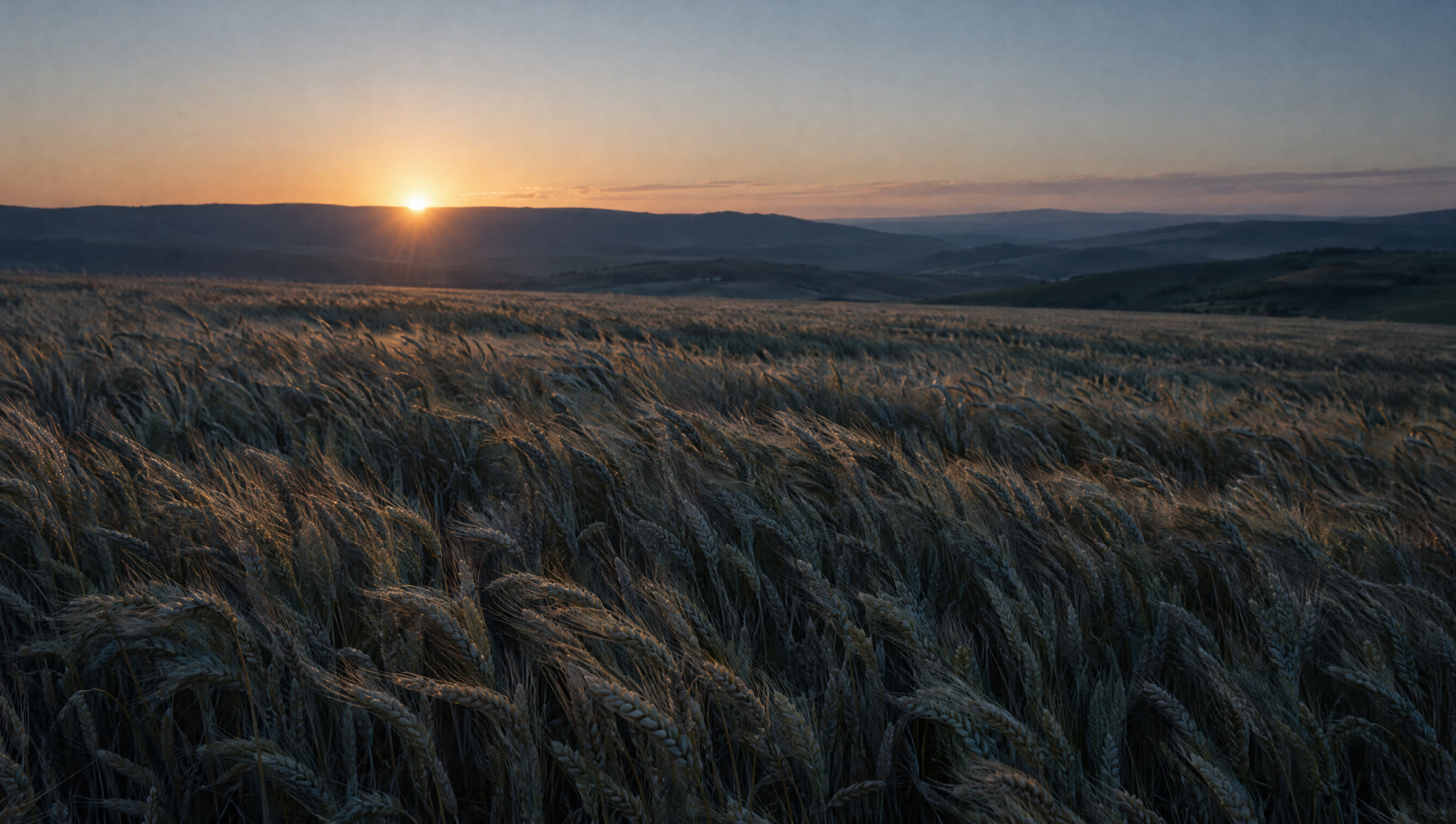 Illustrative wheat field